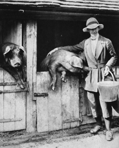 La figlia di un giudice che lavora fedelmente in una fattoria del Sussex: Miss Trayner che nutre i maiali, da The Illustrated War News, 26 luglio 1916 da English Photographer